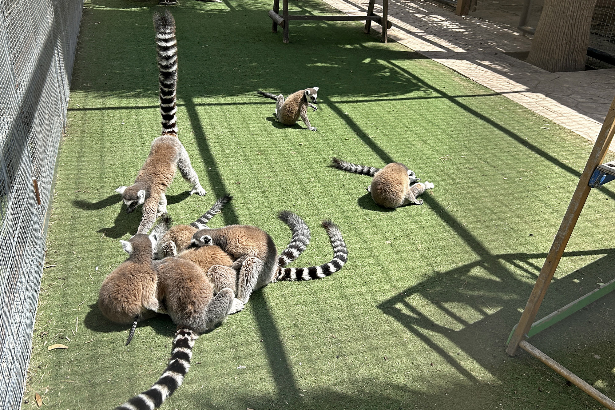 Rengashäntämakit Kyproksen Camel Parkissa