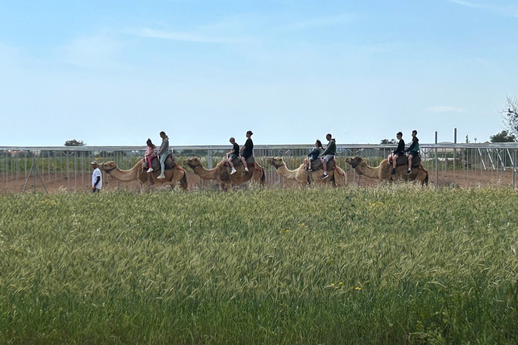 Kamelisafari Kyproksen Camel Parkissa