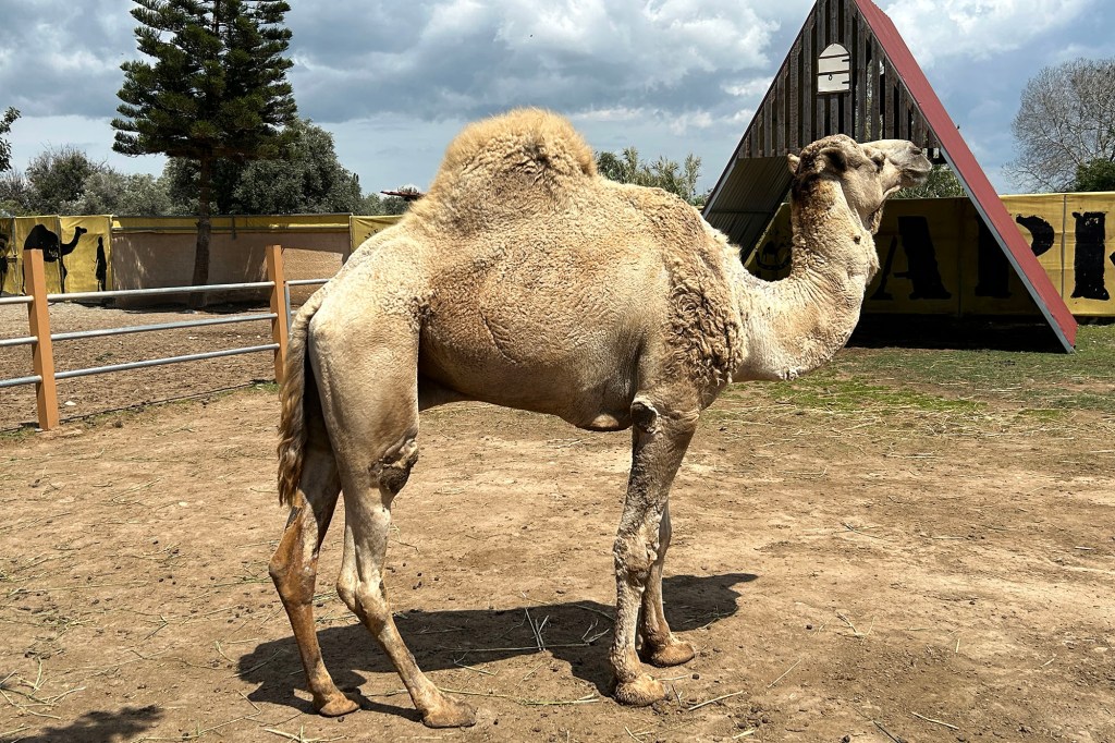 Kamelin poseeraus Kyproksen Camel Parkissa