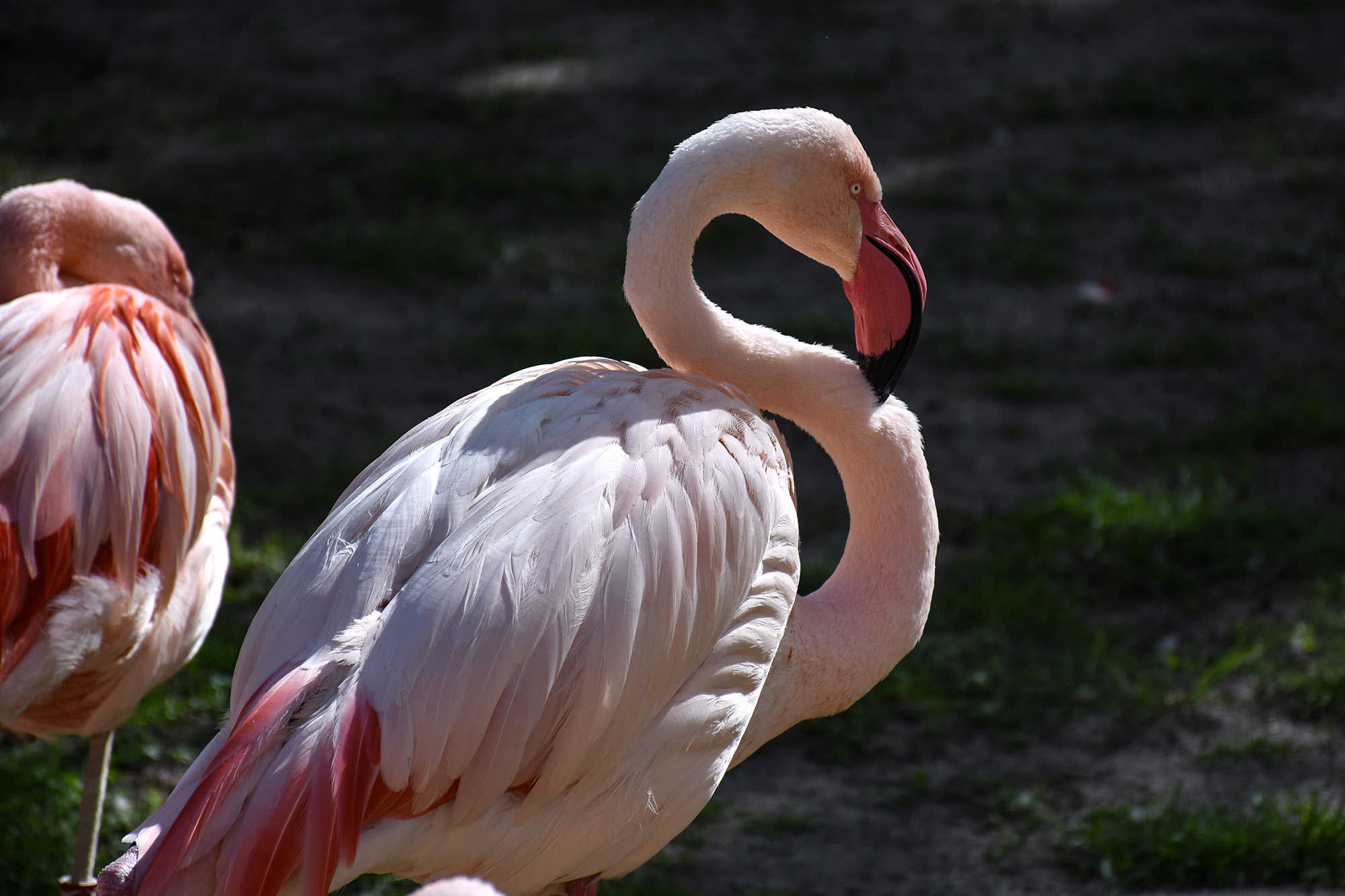 Flamingoja Berliinin eläintarhassa