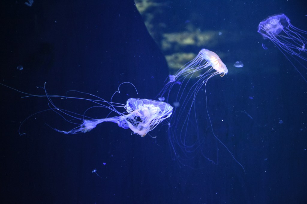 Meduusoja Berliinin eläintarhan Aquariumissa