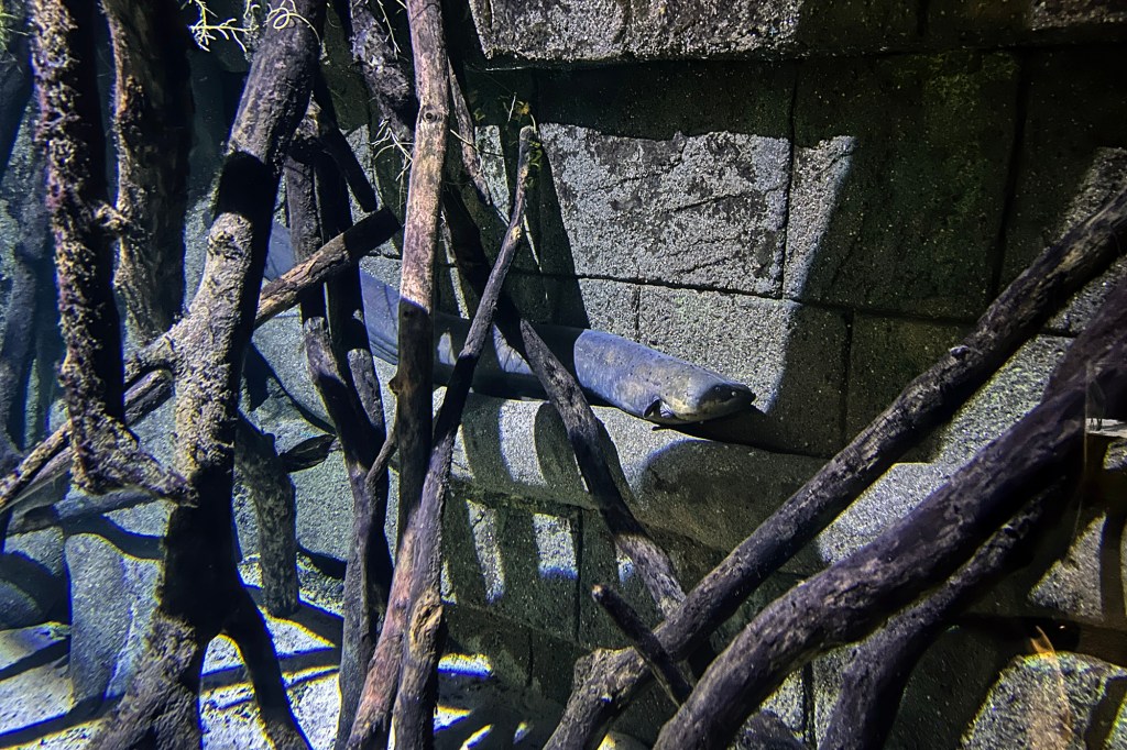 Sähköankerias seinustalla - SEA LIFE Helsinki