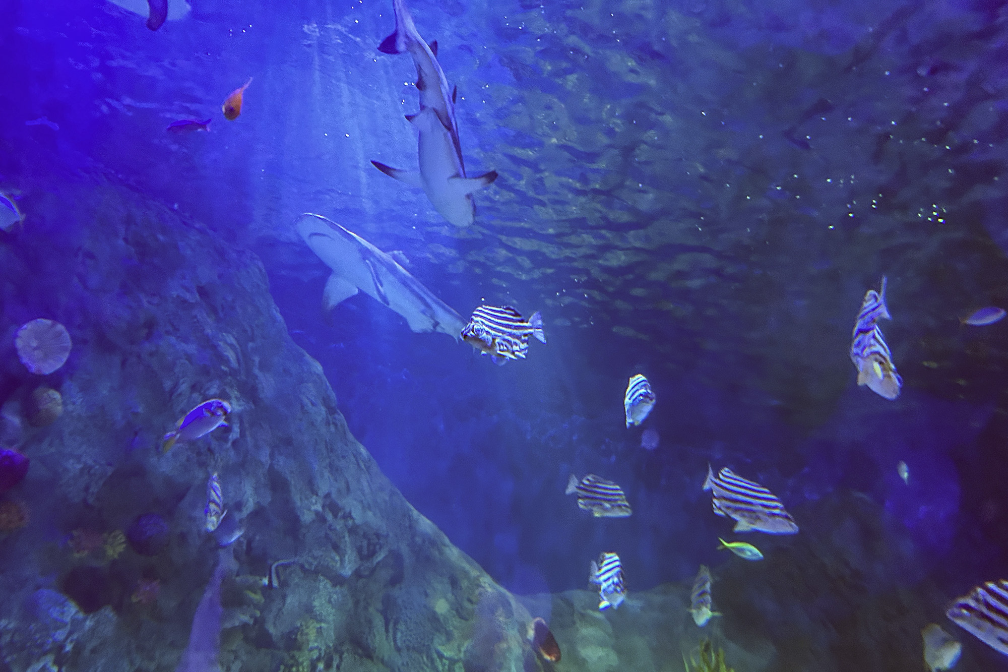 Hait Valtamerialtaan vedenalaisessa tunnelissa SEA LIFE Helsingissä