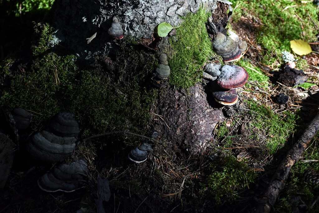 Kääpiä Bergön luontopolulla