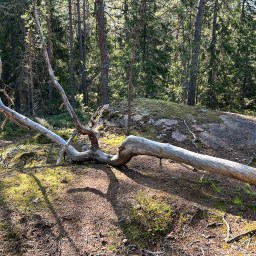 Syyskuista saaristolaisrauhaa Bergön luontopolulla