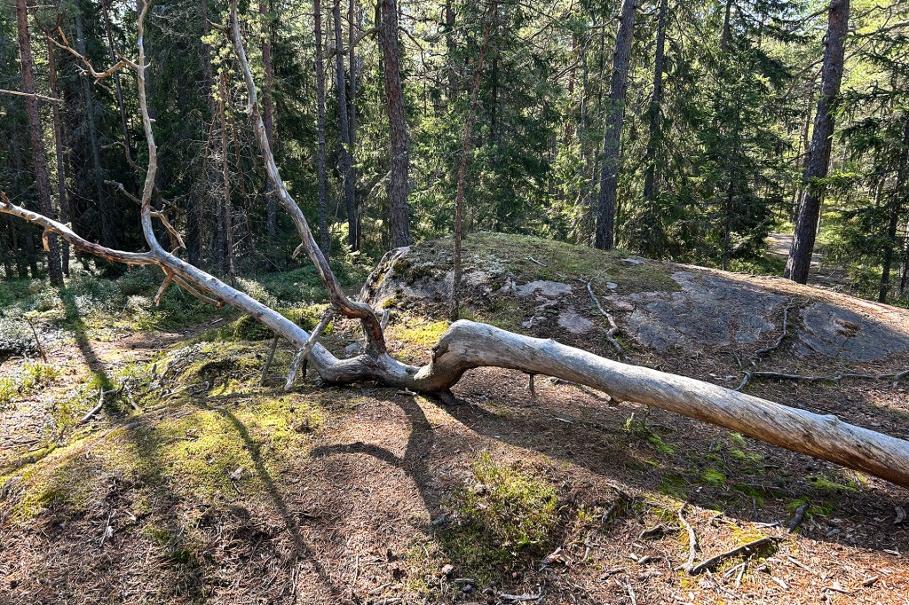 Lahopuu Bergön luontopolulla
