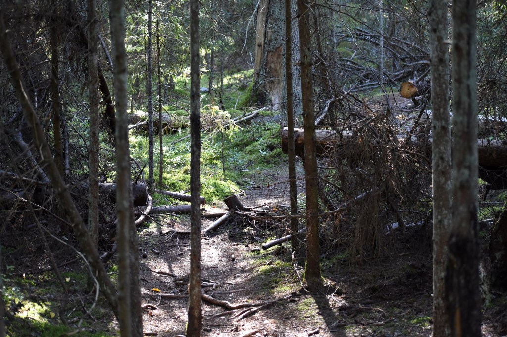 Puita Bergön luontopolulla
